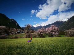 -临潼印象·特色陕菜