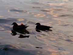 -湖畔居茶楼(湖滨店)