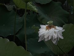 -陶辛水韵