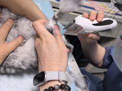 -半岛宠物医院24小时(科华中路店)