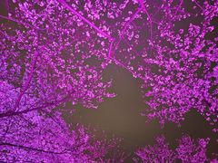 -西北湖绿化广场