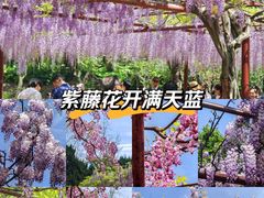 -嘉定紫藤园