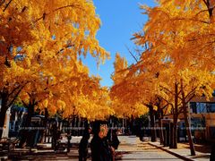 -三里屯东五街银杏大道