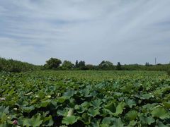 -泗洪洪泽湖湿地景区