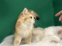 -爱洗澡的猫(望京店)