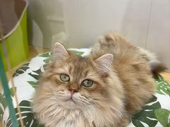 -青奢宠物·青奢猫舍