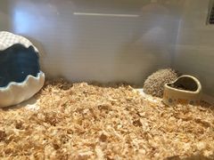 -藦茜花园宠物主题亲子互动体验馆(国顺东路店)
