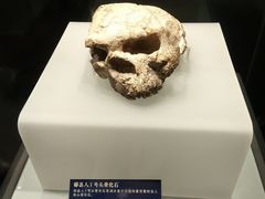 国宝-郧县人头骨化石-湖北省博物馆