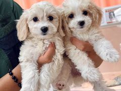 -翊宠yipet猫狗购宠庄园犬舍•猫舍