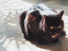 -猫里有甜
