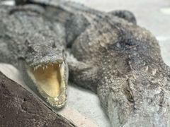 -贵州森林野生动物园