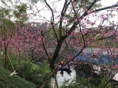 -重庆彩云湖湿地公园