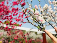 -南汇水蜜桃采摘(大团店)