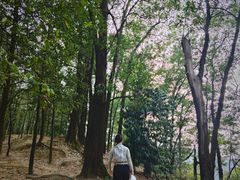 -火炉山森林公园