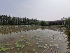 -上海长兴岛郊野公园