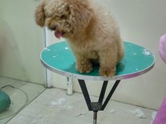 -佳雯宠物医院(四明中路分院)