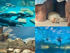 -海合安武汉极地海洋公园