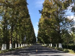 -黄海国家森林公园