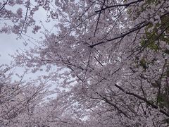 -高东镇樱花园