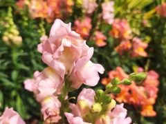 -深圳国际园林花卉博览园