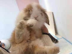 -浣熊柯尔鸭土拨鼠·电玩咖