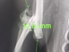 -北京赛佳动物医院