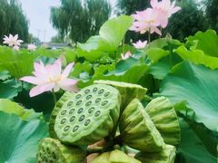 -白洋淀景区