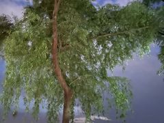-丁香湖公园