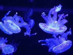 -成都浩海立方海洋公园