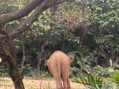 -广州长隆野生动物世界