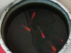 -立邦(武侯区西部专卖店)