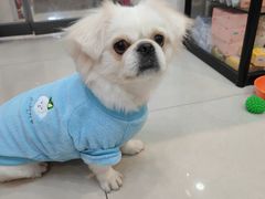 -爱派特动物医院·全科诊疗中心