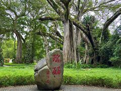 -瑞丽独树成林风景区
