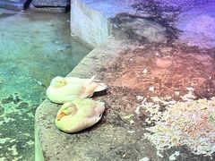 -绿色星球动物主题公园