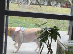 -半岛宠物医院24小时·内窥镜·牙科·碎石中心(府城大道店)