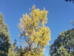 -北京鹫峰国家森林公园