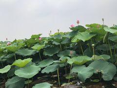 -荷塘月色湿地公园·向阳花洲