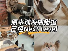 -豆逗聊愈猫阁Easy Life