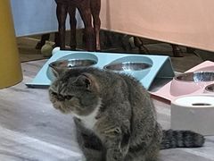 -BABIT巴比特宠物(MOMOPARK店)