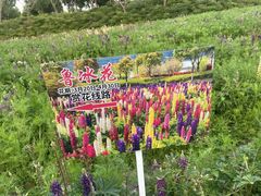 -春花秋色城市公园