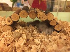 -龙猫仔乐园(惠福东路店)