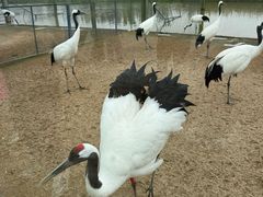 -盐城丹顶鹤湿地生态旅游区