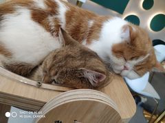 -飞行喵MR PILOT|猫舍·猫咖(静安大融城店)