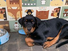 -喵屿·大理花园猫咖