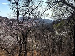 -大岭沟猕猴桃谷风景区