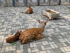 -长白岛森林公园