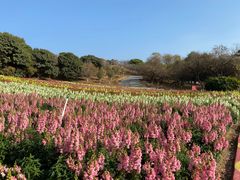 -松山湖梦幻百花洲