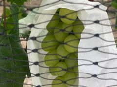 -马陆小张葡萄园农家乐