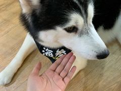 -Husky Go! 哈士奇体验馆·宠物咖啡厅狗咖