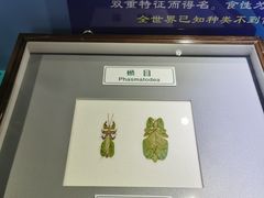 -上海昆虫博物馆